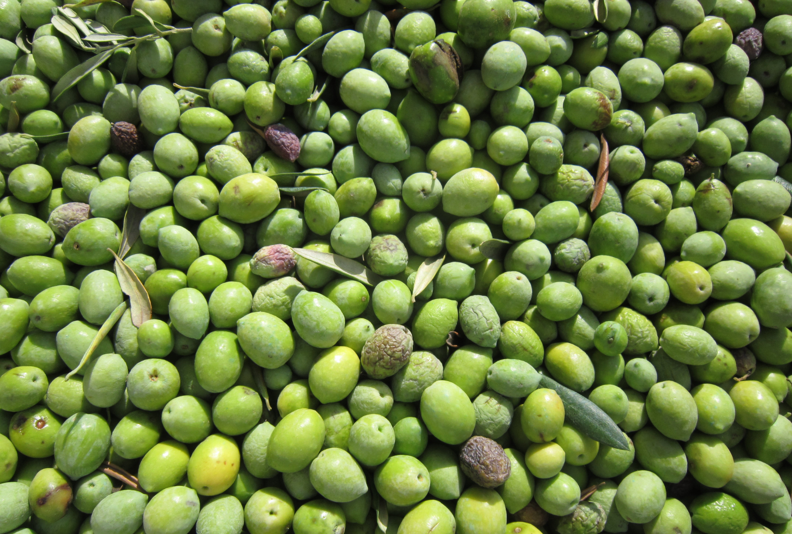 Kuru Sele Siyah Zeytin