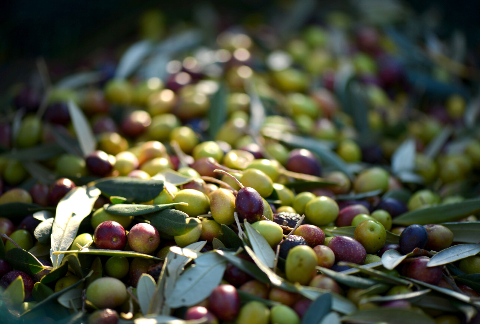 Otlu Yeşil Zeytin